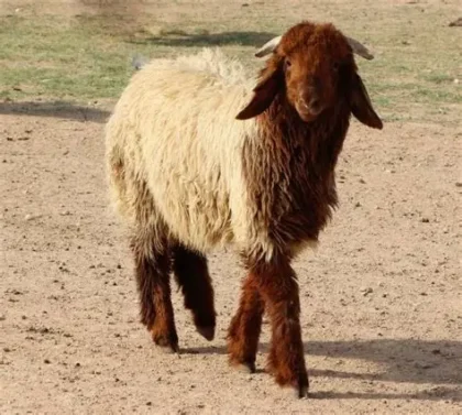 خروف